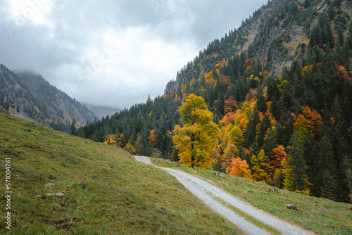 Hiking trail in the Allgäu mountains with big tree at autumn time.