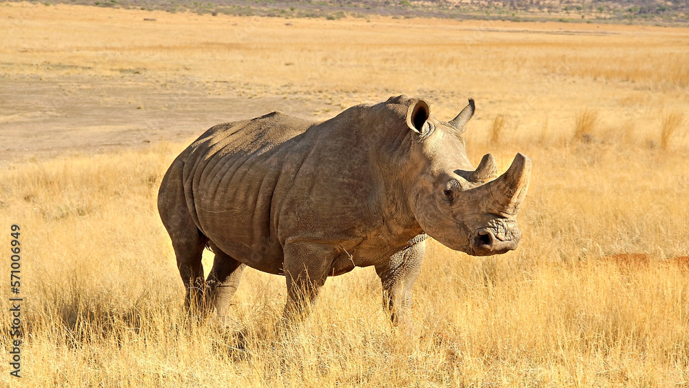 Obraz premium Rhinoceros close up. The white rhinoceros, white rhino or square-lipped rhinoceros (Ceratotherium simum) is the largest extant species of rhinoceros.