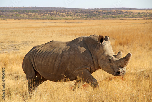 Rhinoceros close up. The white rhinoceros  white rhino or square-lipped rhinoceros  Ceratotherium simum  is the largest extant species of rhinoceros.