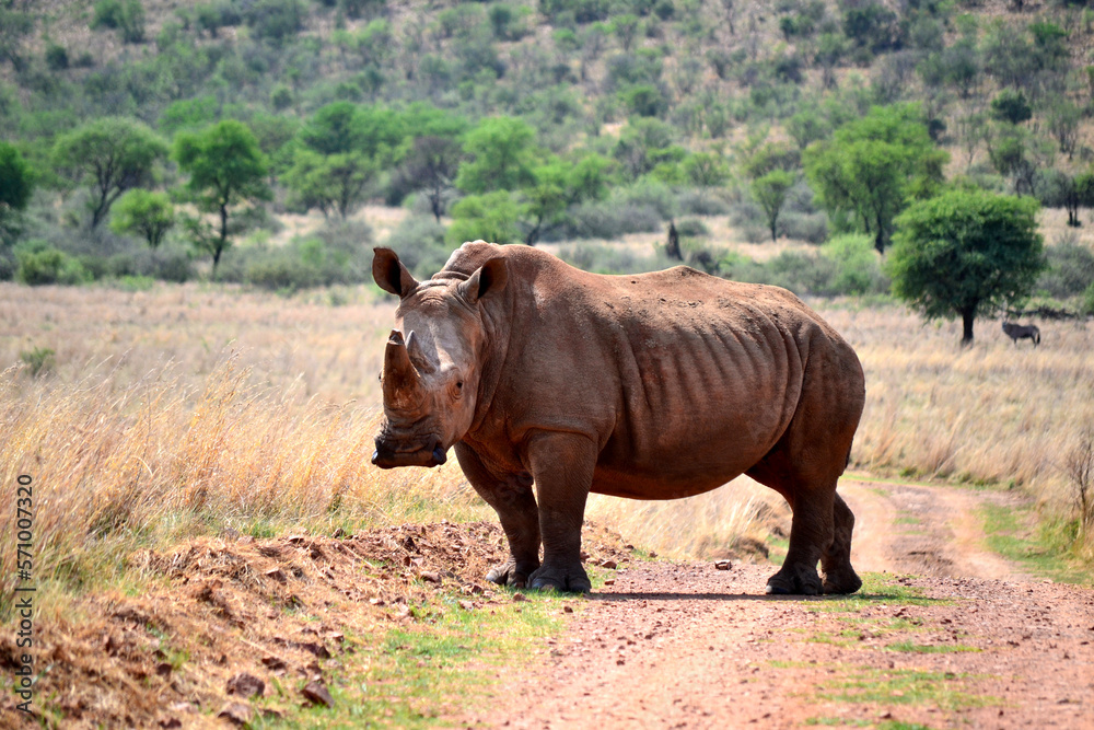 Fototapeta premium Rhinoceros walking on a red dirt road. The southern white rhino lives in the grasslands, savannahs, and shrublands of southern Africa, ranging from South Africa to Zambia. 
