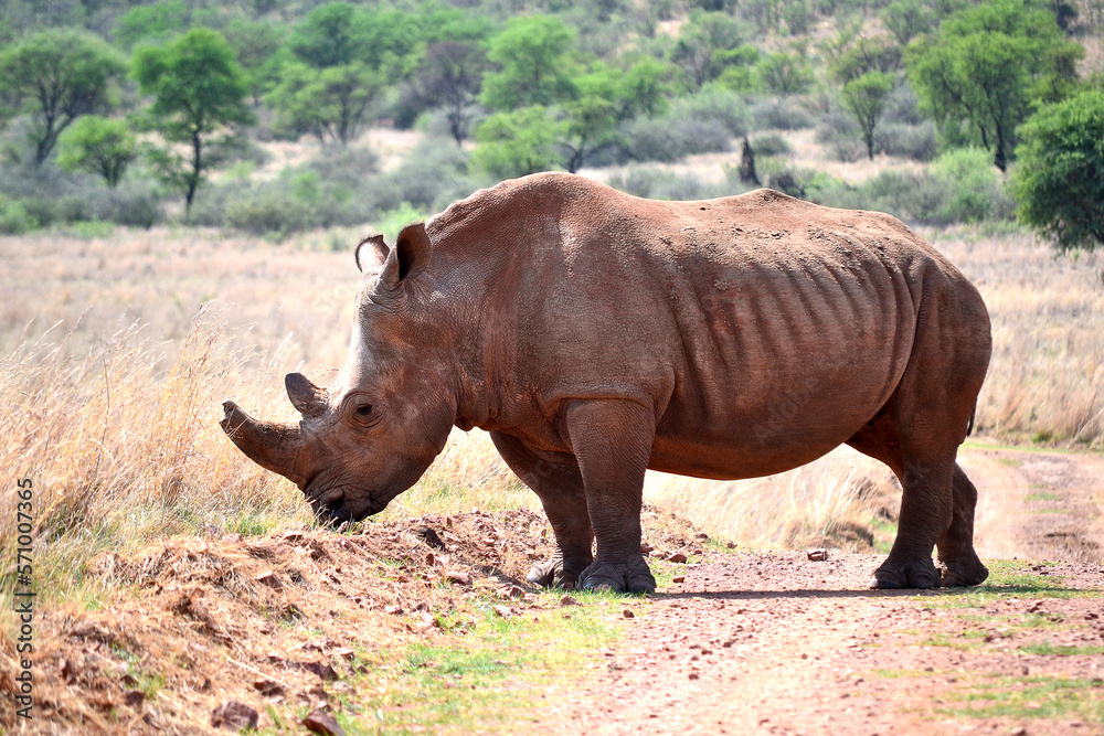Rhinoceros walking on a red dirt road. The southern white rhino lives in the grasslands, savannahs, and shrublands of southern Africa, ranging from South Africa to Zambia. Rhinoceros walking on a red dirt road. The southern white rhino lives in the grasslands, savannahs, and shrublands of southern Africa, ranging from South Africa to Zambia.