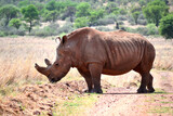 Rhinoceros walking on a red dirt road. The southern white rhino lives in the grasslands, savannahs, and shrublands of southern Africa, ranging from South Africa to Zambia. 