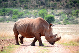 Rhinoceros walking on a red dirt road. The southern white rhino lives in the grasslands, savannahs, and shrublands of southern Africa, ranging from South Africa to Zambia. 