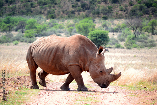 Rhinoceros walking on a red dirt road. The southern white rhino lives in the grasslands  savannahs  and shrublands of southern Africa  ranging from South Africa to Zambia. 