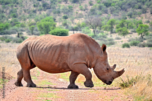 Rhinoceros walking on a red dirt road. The southern white rhino lives in the grasslands  savannahs  and shrublands of southern Africa  ranging from South Africa to Zambia. 