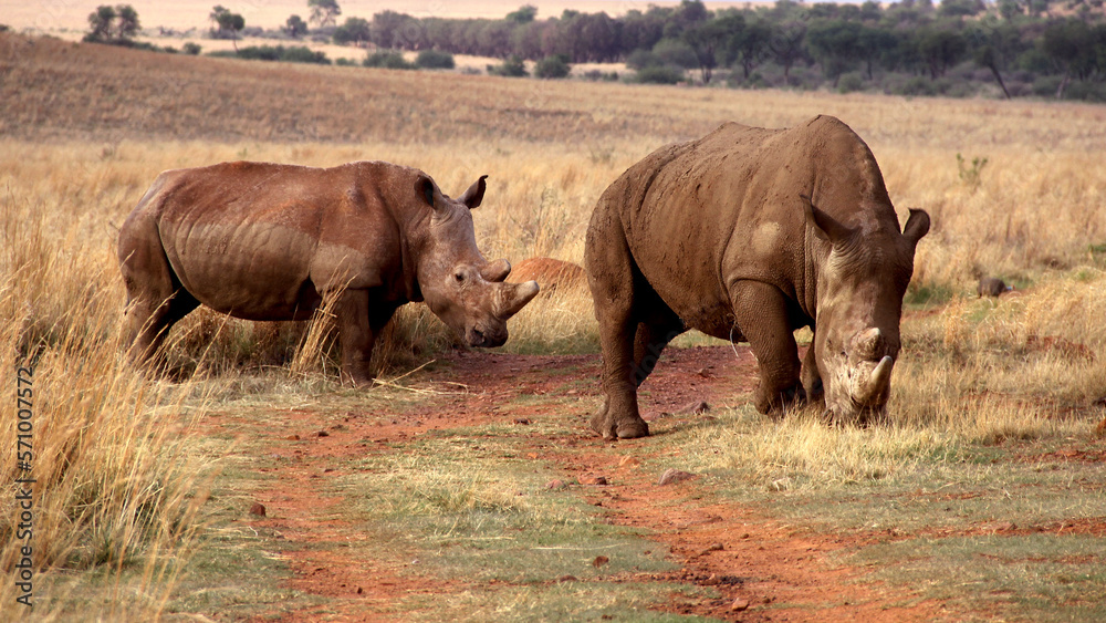 Obraz premium Rhinoceros family with calf. Faan Meintjies, North West, SouthAfrica. The southern white rhinoceros is one of largest and heaviest land animals in the world. It has an immense body and large head. 
