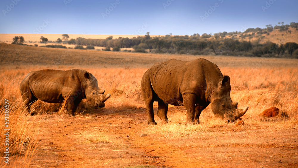 Fototapeta premium Rhinoceros family with calf. Faan Meintjies, North West, SouthAfrica. The southern white rhinoceros is one of largest and heaviest land animals in the world. It has an immense body and large head. 