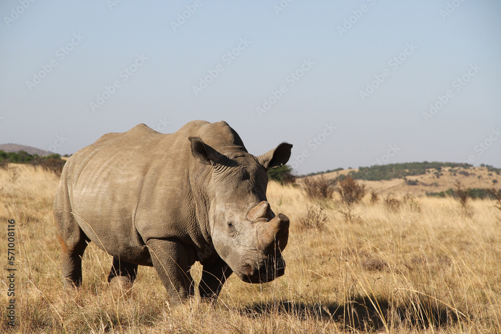 Rhinoceros close up. The white rhinoceros, white rhino or square-lipped rhinoceros (Ceratotherium simum) is the largest extant species of rhinoceros. Rhinoceros close up. The white rhinoceros, white rhino or square-lipped rhinoceros (Ceratotherium simum) is the largest extant species of rhinoceros.
