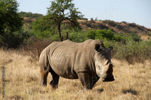 Rhinoceros close up. The white rhinoceros  white rhino or square-lipped rhinoceros  Ceratotherium simum  is the largest extant species of rhinoceros.