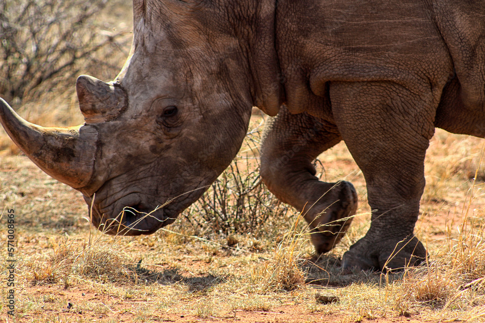 Obraz premium Rhino close up photo, Faan Meintjes, Northwest. The southern white rhinoceros is listed as Near Threatened; it is mostly threatened by habitat loss, continuous poaching in recent years.