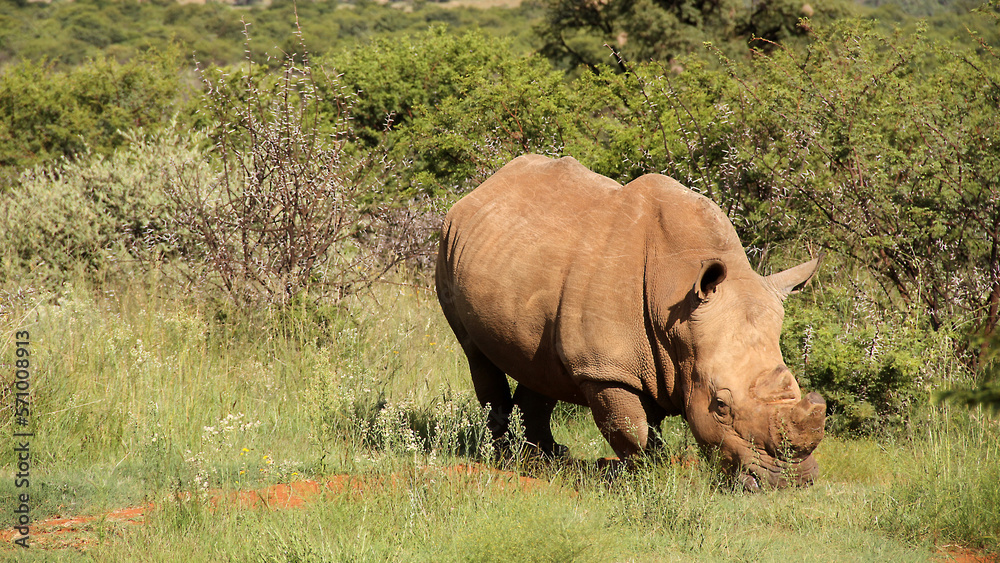 Rhino close up photo, Faan Meintjes, Northwest. The southern white rhinoceros is listed as Near Threatened; it is mostly threatened by habitat loss, continuous poaching in recent years. Rhino close up photo, Faan Meintjes, Northwest. The southern white rhinoceros is listed as Near Threatened; it is mostly threatened by habitat loss, continuous poaching in recent years.