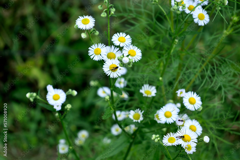 Fototapeta premium chamomile paradise in the garden, close-up as a texture for background