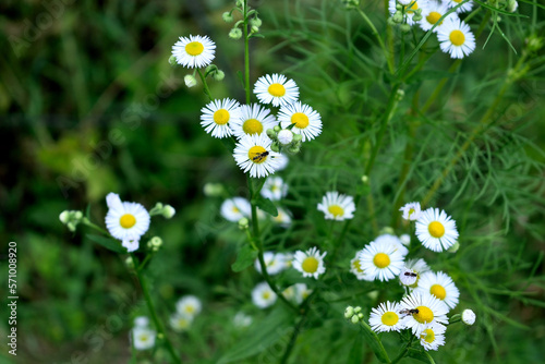chamomile paradise in the garden, close-up as a texture for background