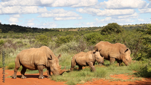 Rhinoceros family with calf.   Faan Meintjies, North West, SouthAfrica. The southern white rhinoceros is one of largest and heaviest land animals in the world. It has an immense body and large head