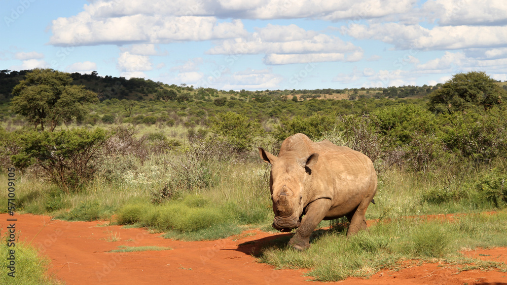Naklejka premium Rhinoceros, photo in a Northwest nature landscape.