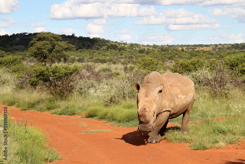 Rhinoceros, photo in a Northwest nature landscape. Rhinoceros, photo in a Northwest nature landscape.