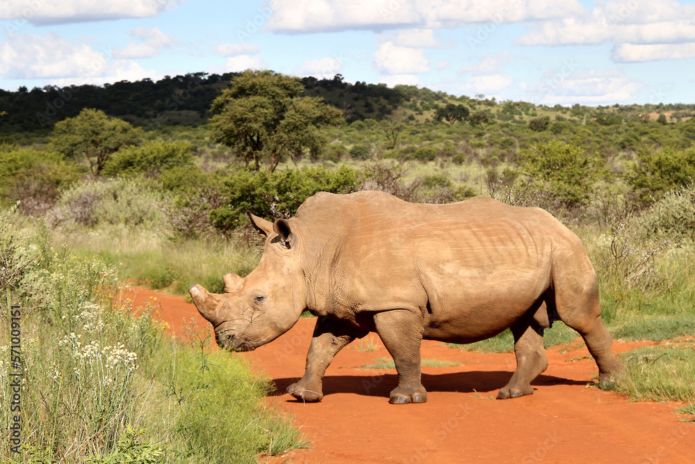 Obraz premium Rhinoceros, photo in a Northwest nature landscape.