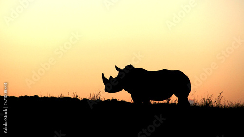 Rhinoceros silhouette.  Faan Meintjies, North West, SouthAfrica. The southern white rhinoceros is one of largest and heaviest land animals in the world. It has an immense body and large head.  © Elizabeth Lombard