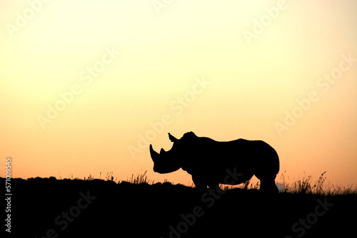 Rhinoceros silhouette. Faan Meintjies, North West, SouthAfrica. The southern white rhinoceros is one of largest and heaviest land animals in the world. It has an immense body and large head. 