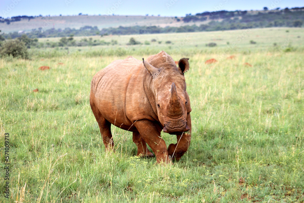 Rhinoceros, photo in a Northwest nature landscape. Rhinoceros, photo in a Northwest nature landscape.