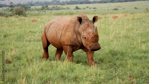 Rhinoceros, photo in a Northwest nature landscape.
