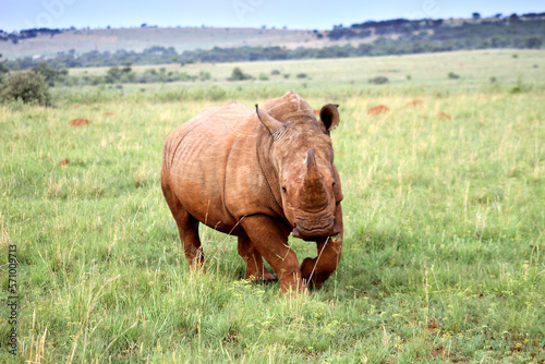 Rhinoceros  photo in a Northwest nature landscape.