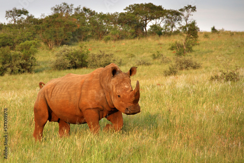 Rhinoceros, photo in a Northwest nature landscape. photo