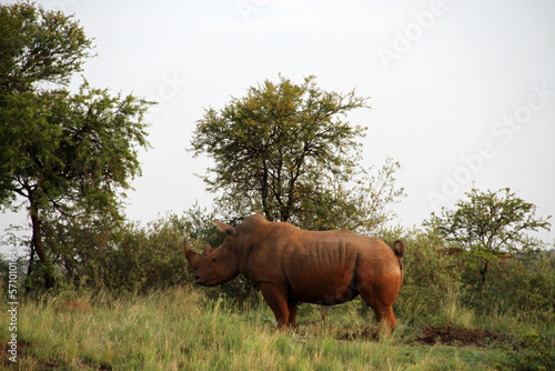 Rhinoceros  marking its territory. Faan Meintjies, North West, SouthAfrica.The southern white rhinoceros is one of largest and heaviest land animals in the world. It has an immense body and large head photo