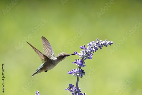 A close up of a female Ruby-Throated Hummingbird hovering and feeding on the lavender blossoms nectar. photo