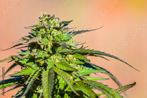 Cannabis