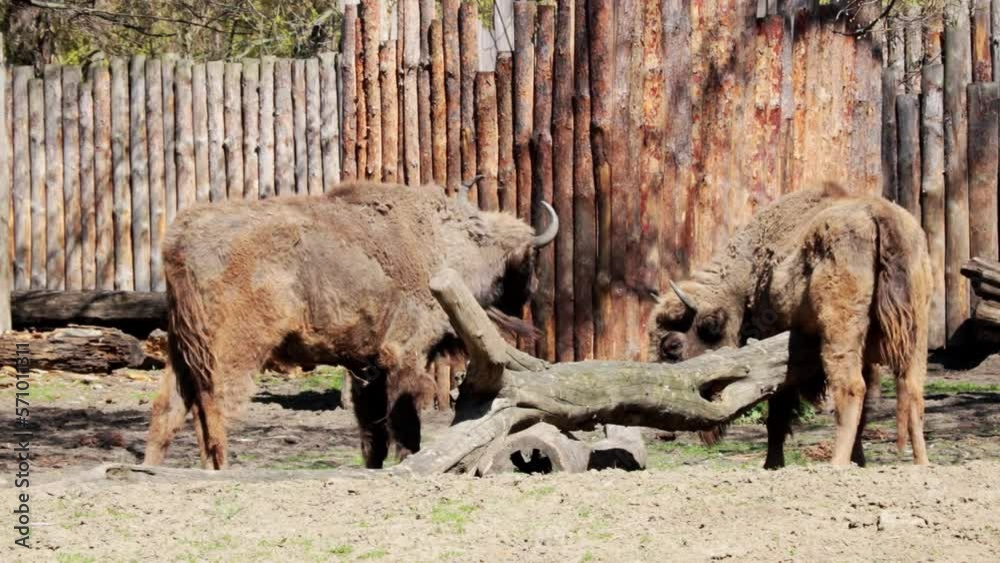 Close-up on bison in the park. Bison scratch their hair against a tree. Bison shed their old winter wool Close-up on bison in the park. Bison scratch their hair against a tree. Bison shed their old winter wool