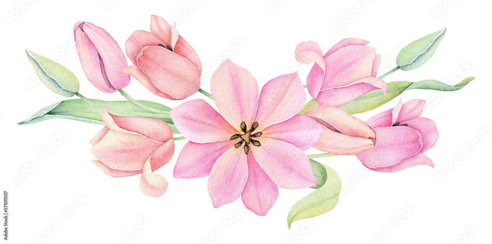 Watercolor pink tulip. Spring flowers isolated on white background. Floral Bouquet, Wreath, Frame. Decorative design elements.