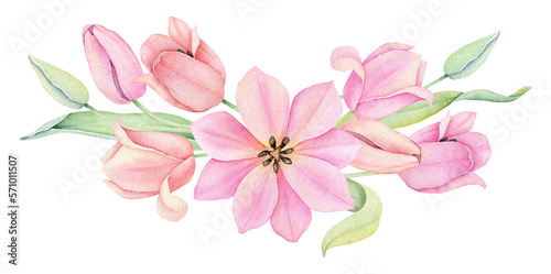 Fototapeta Naklejka Na Ścianę i Meble -  Watercolor pink tulip. Spring flowers isolated on white background. Floral Bouquet, Wreath, Frame. Decorative design elements.