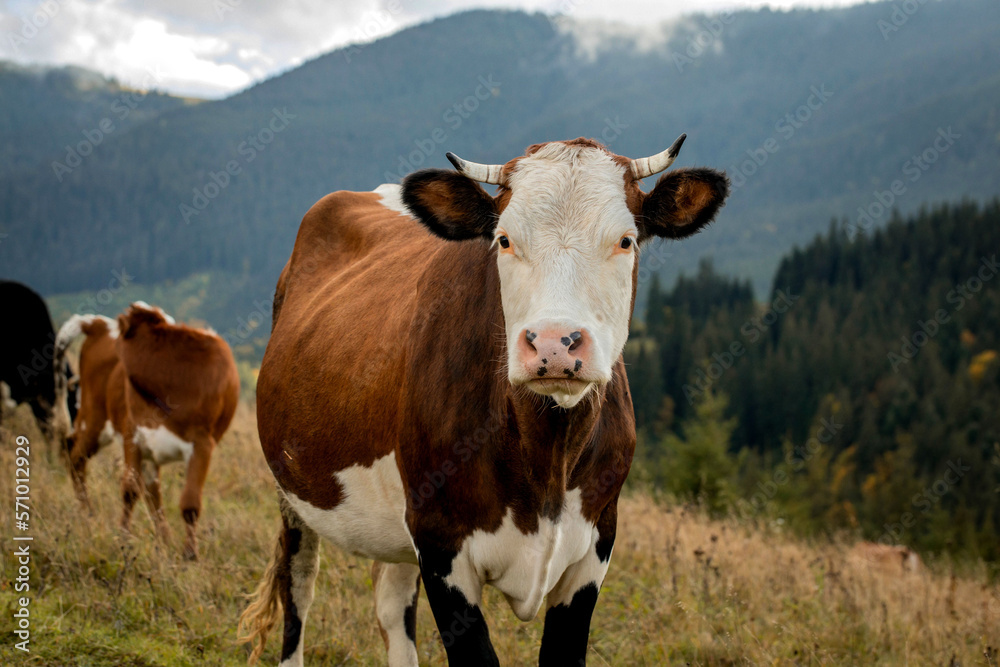 A cow with a calf grazes on a meadow in the mountains near the forest. Beautiful autumn landscape.