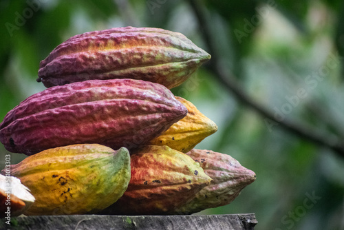  Fruto Cacao  - Colombia photo