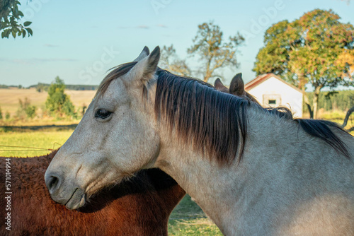 Retrato  de caballo bayo junto a caballo padrillo en el campo photo