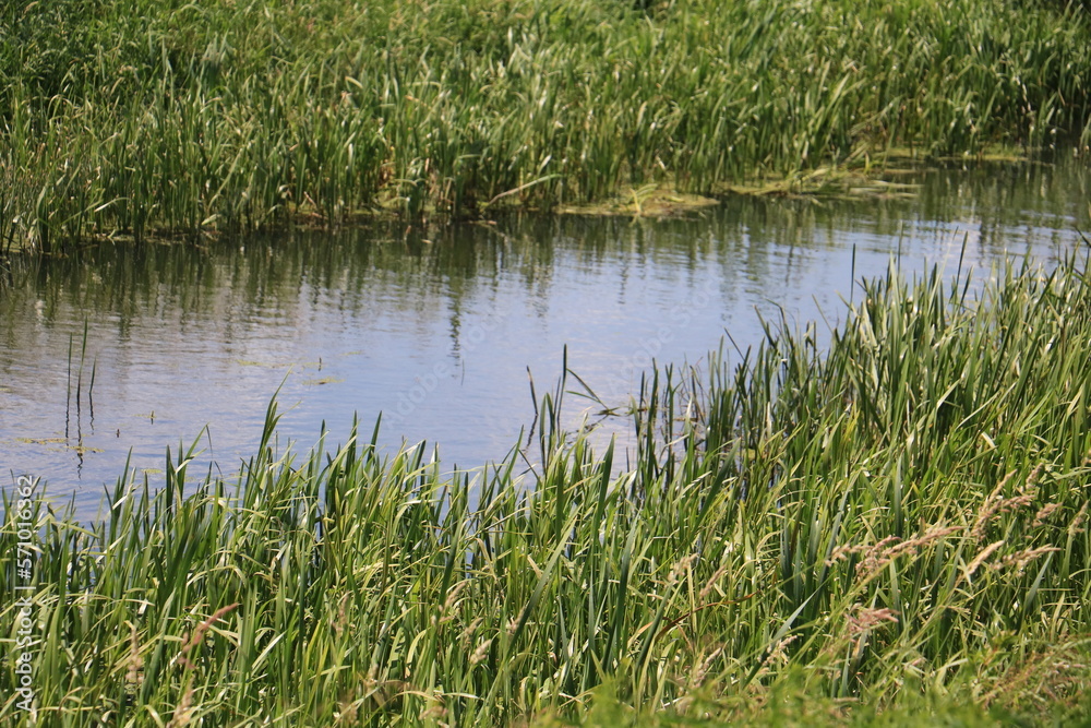 grass in the water