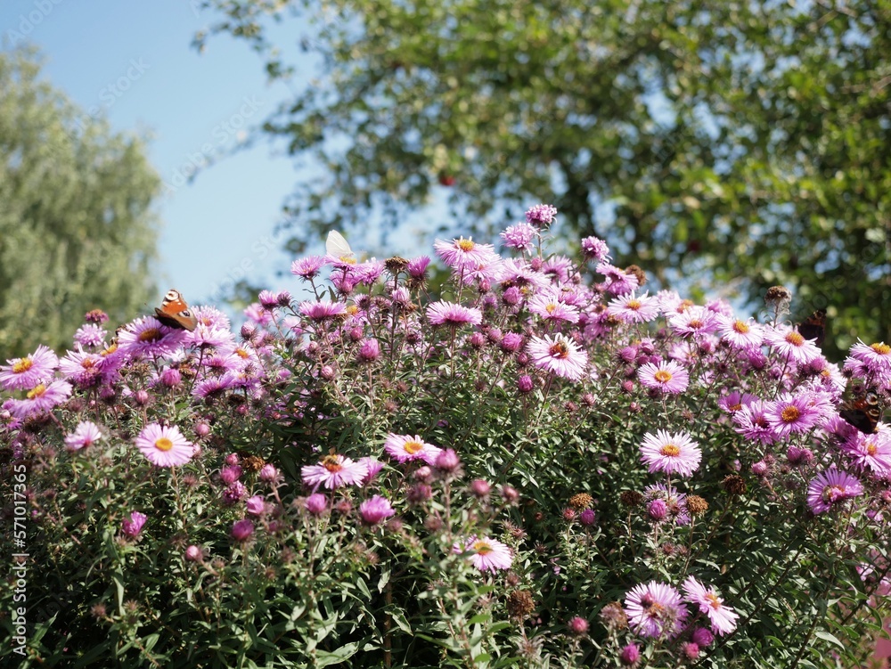 Butterfly on purple flowers chrysanthemums against blue sky on bright sunny day Butterfly on purple flowers chrysanthemums against blue sky on bright sunny day