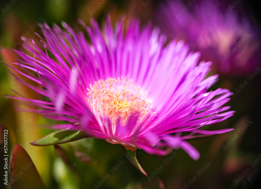 thistle flower