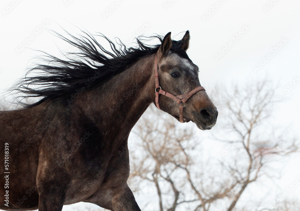 Obraz premium Dressage horse runs gallop in winter farm