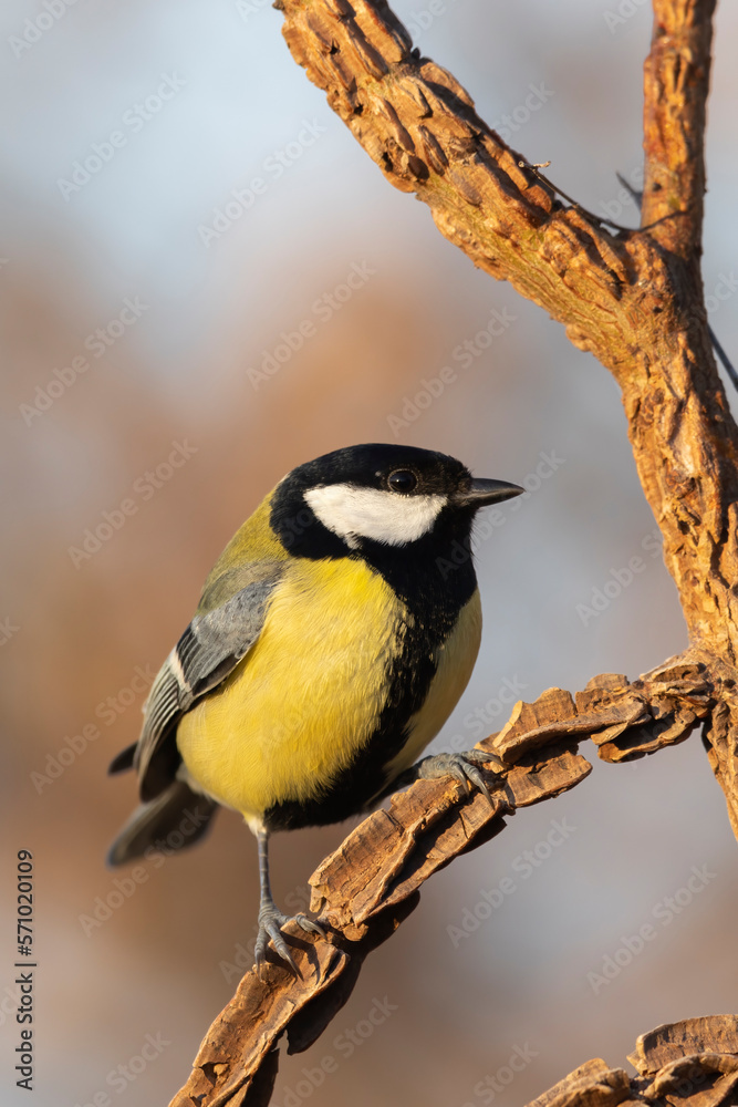 Fototapeta premium The great tit (Parus major).