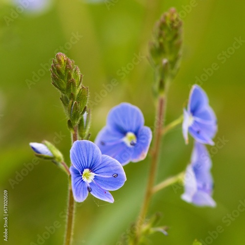 veronica officinalis blue flower green meadow bakground