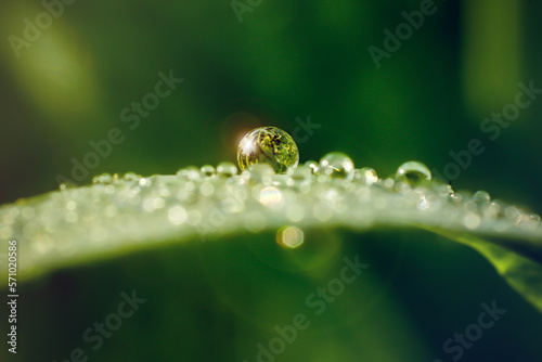 Fototapet dew drop on a leaf