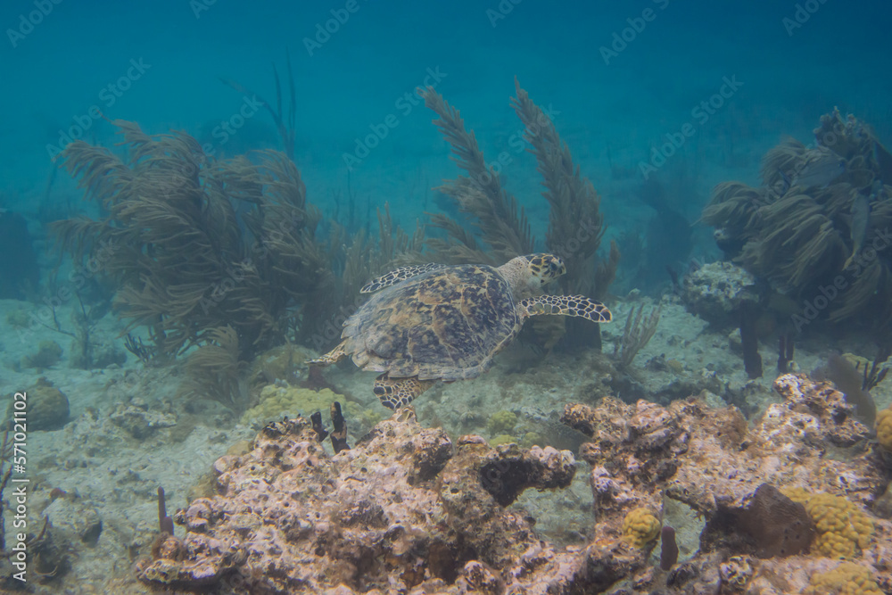 Naklejka premium Hawksbill Turtle Swimming Around Reef