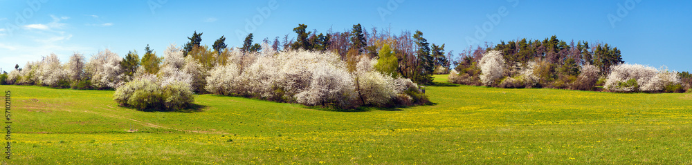 pringtime meadow and white flowering blackthorn bush pringtime meadow and white flowering blackthorn bush