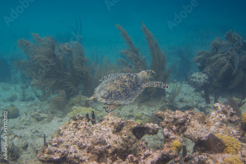 Hawksbill Turtle Swimming Around Reef © kellyvandellen