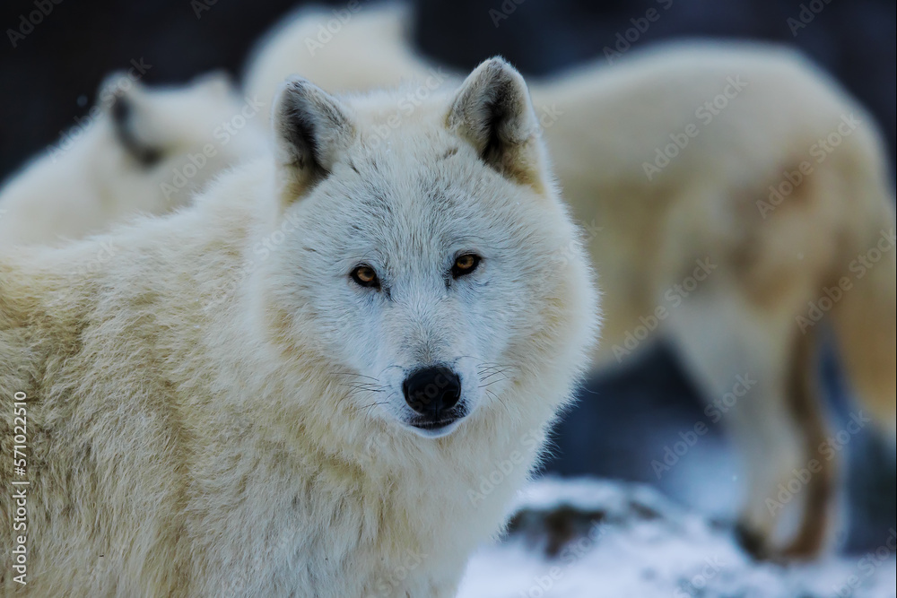 Obraz premium Arctic wolf (Canis lupus arctos) they look cute