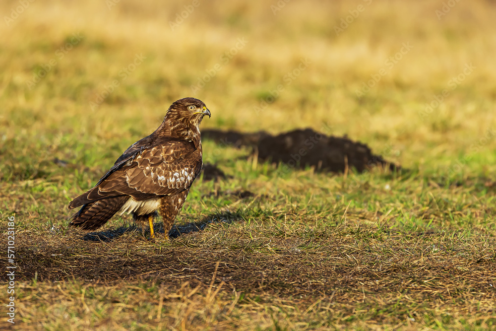 common buzzard (Buteo buteo) looking for food