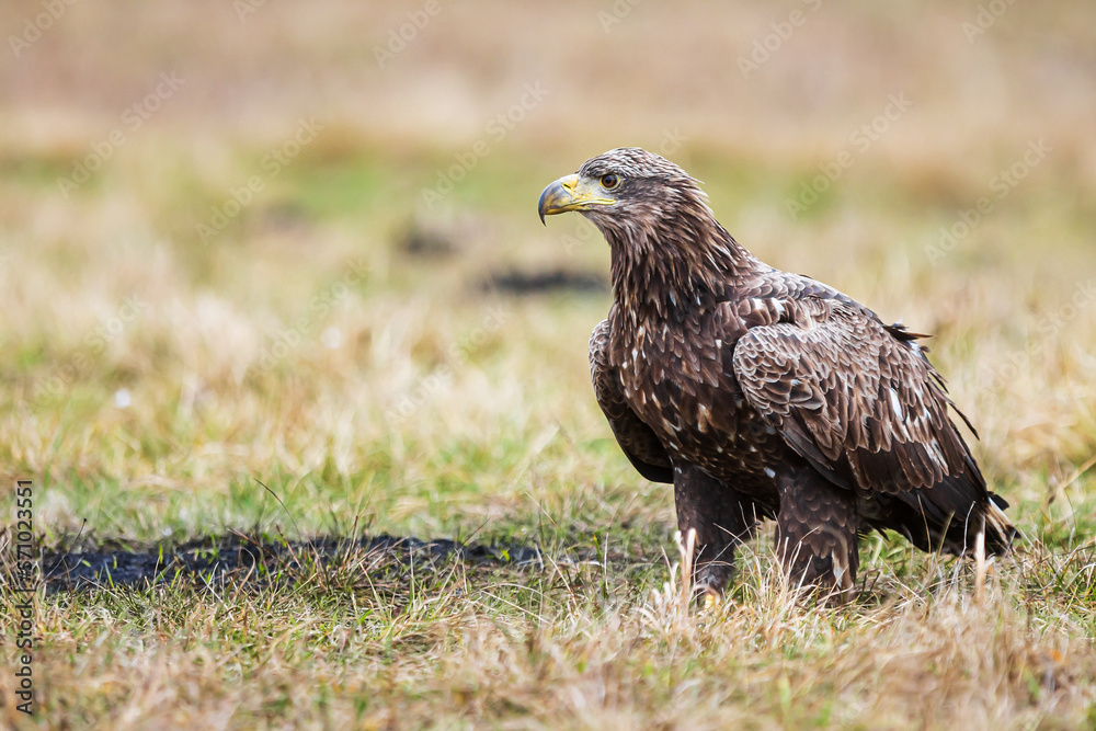 White-tailed eagle (Haliaeetus albicilla) alone in the meadow White-tailed eagle (Haliaeetus albicilla) alone in the meadow