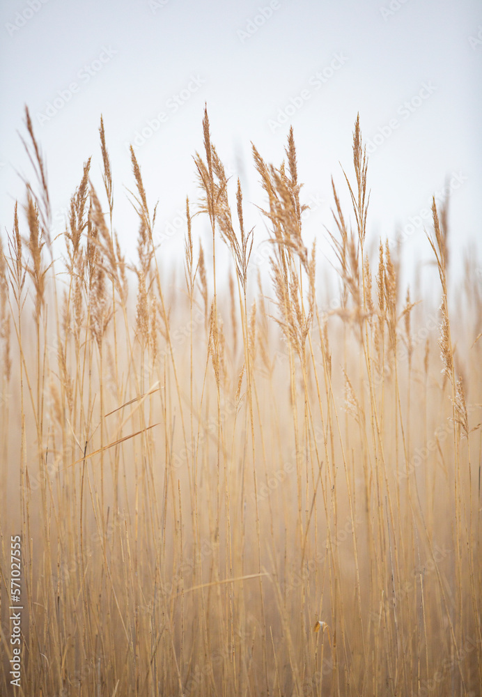 Fototapeta dry grass in autumn fog portrait format